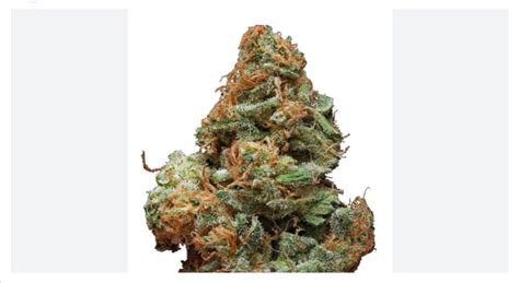 Burberry Weed Strain Information 